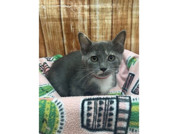 Domestic Cat CAT Female Gray 23696 Petland Scottsdale, Arizona
