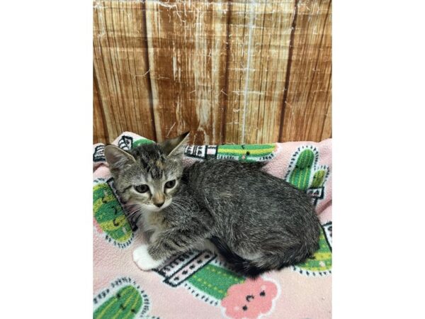 Domestic Cat-CAT-Female-Gray-23695-Petland Scottsdale, Arizona