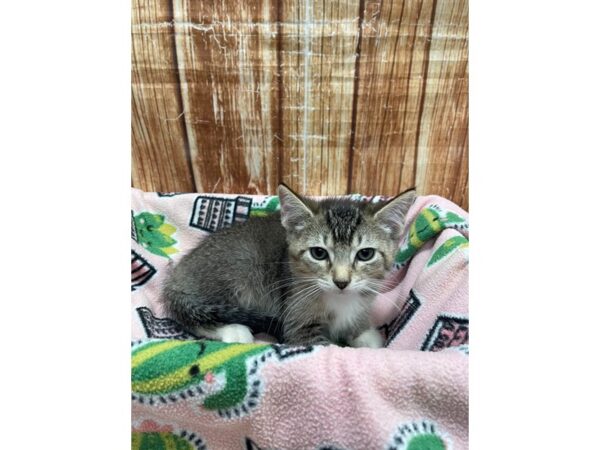 Domestic Cat-CAT-Male-Gray Tabby / White-23694-Petland Scottsdale, Arizona