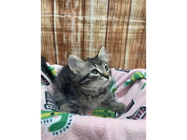 Domestic Cat-CAT-Male-Gray-23693-Petland Scottsdale, Arizona