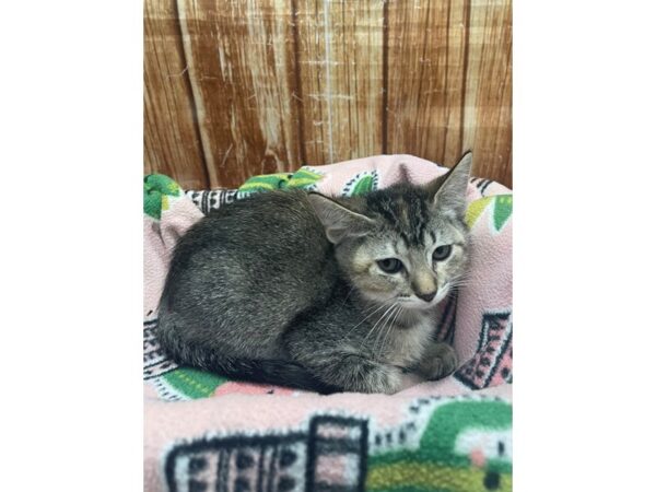 Domestic Cat-CAT-Female-Gray-23682-Petland Scottsdale, Arizona