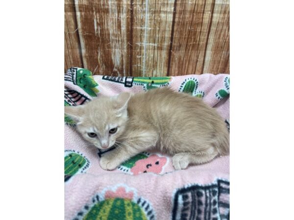 Domestic Cat-CAT-Male-Orange-23692-Petland Scottsdale, Arizona