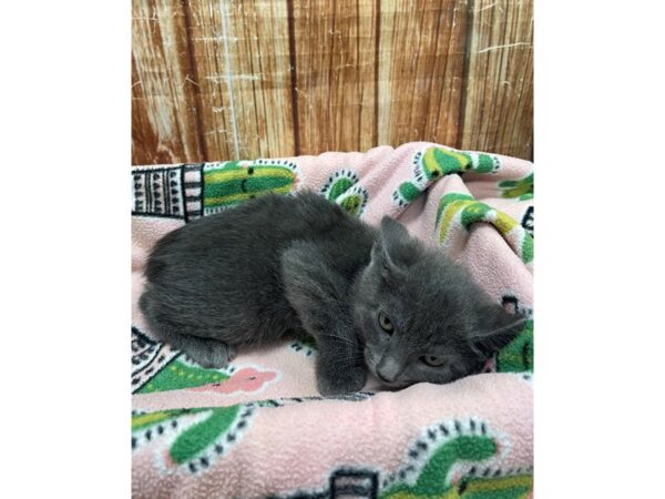 Domestic Cat-CAT-Male-Gray-23691-Petland Scottsdale, Arizona