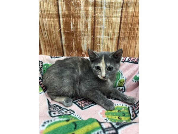 Domestic Cat-CAT-Female-Gray-23690-Petland Scottsdale, Arizona