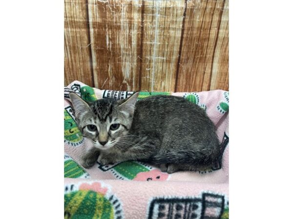 Domestic Cat-CAT-Female-Gray / White-23689-Petland Scottsdale, Arizona
