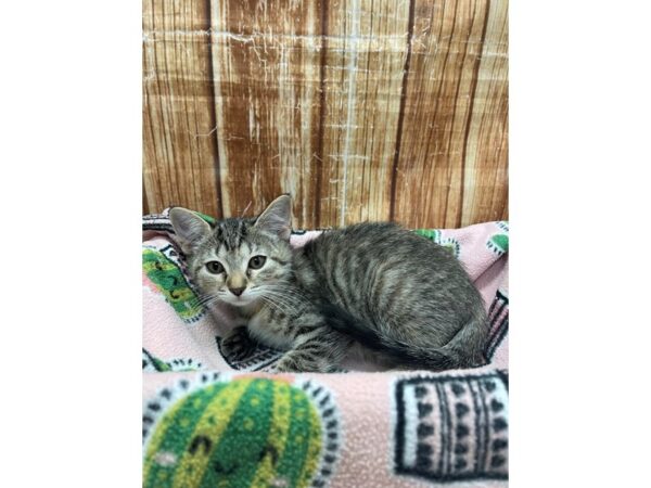Domestic Cat CAT Female Gray 23688 Petland Scottsdale, Arizona