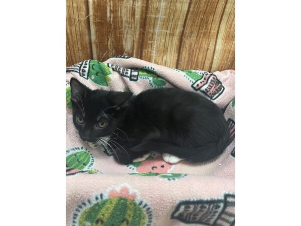 Domestic Cat-CAT-Male-Black-23685-Petland Scottsdale, Arizona