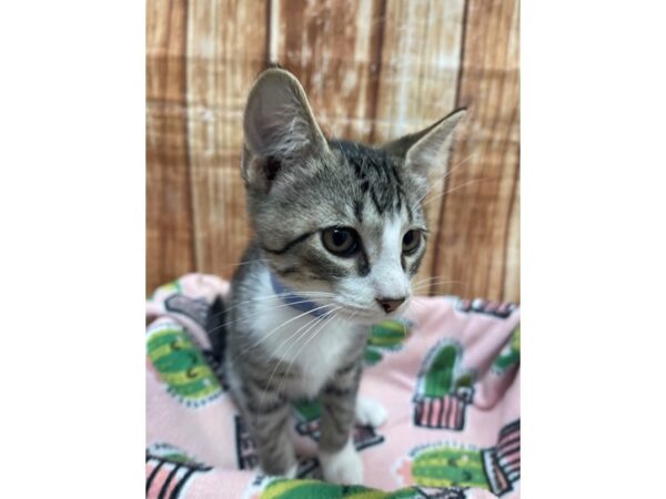 Domestic Cat-CAT-Male-Gray Tabby / White-23684-Petland Scottsdale, Arizona