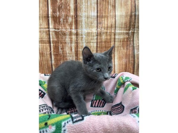 Domestic Cat-CAT-Male-Gray-23683-Petland Scottsdale, Arizona