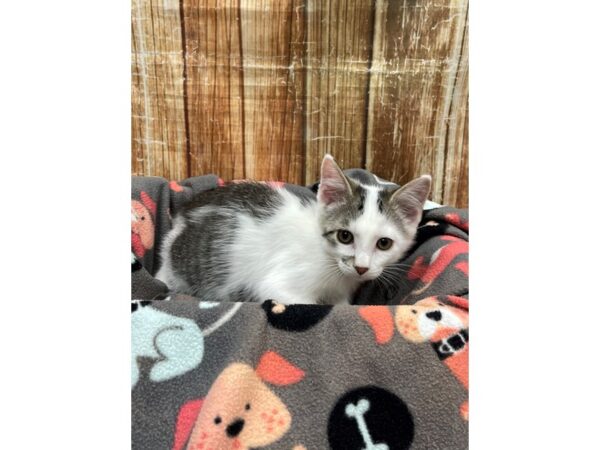 Domestic Cat-CAT-Male-White-23686-Petland Scottsdale, Arizona