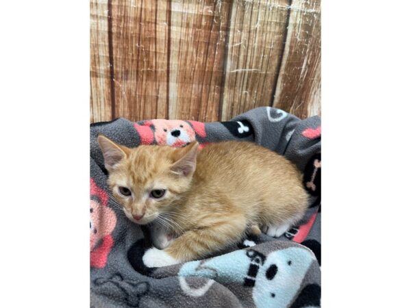 Domestic Cat-CAT-Male-Orange-23697-Petland Scottsdale, Arizona