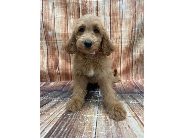 F1B Goldendoodle-DOG-Female-Golden-23702-Petland Scottsdale, Arizona