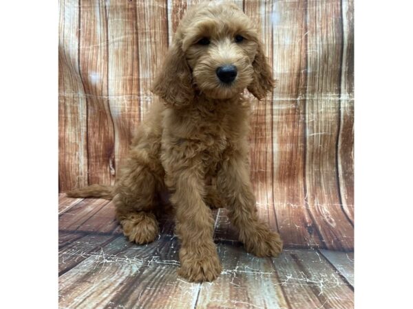 F1B Goldendoodle-DOG-Male-Golden-23701-Petland Scottsdale, Arizona
