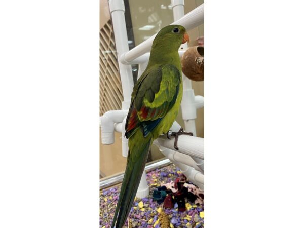 Regent Parrot-BIRD-Male--23615-Petland Scottsdale, Arizona
