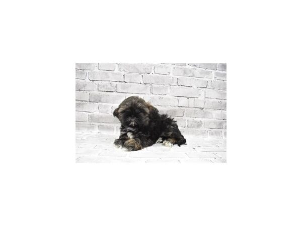 Shih Tzu-DOG-Male-Gold-23710-Petland Scottsdale, Arizona