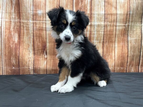 Miniature Australian Shepherd-DOG-Female-Black-23723-Petland Scottsdale, Arizona