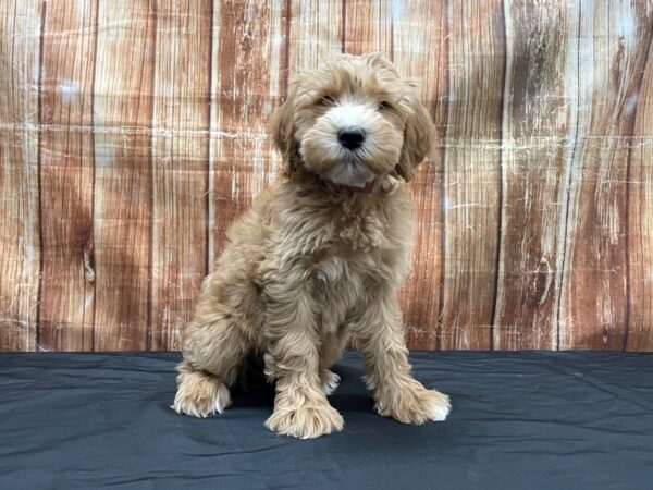 Poodle/Soft Coated Wheaten Terrier-DOG-Female-Apricot-23722-Petland Scottsdale, Arizona