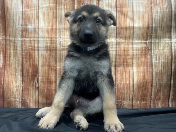 German Shepherd Dog-DOG-Male-Black / Tan-23721-Petland Scottsdale, Arizona