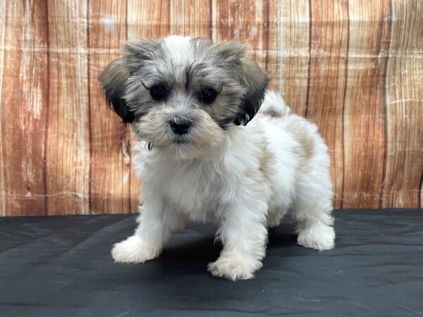Bichon Frise/Shih Tzu-DOG-Female-White / Gold-23720-Petland Scottsdale, Arizona