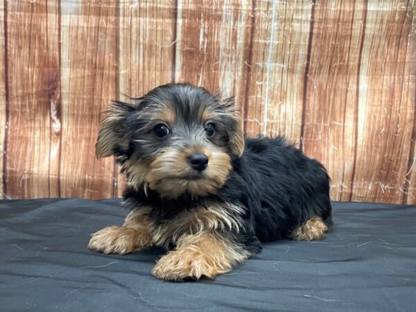 Yorkshire Terrier-DOG-Male-Black / Tan-23719-Petland Scottsdale, Arizona
