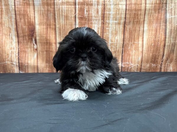 Shih Tzu-DOG-Male-Brindle-23717-Petland Scottsdale, Arizona
