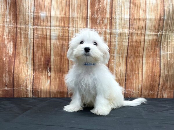 Maltese-DOG-Male-White-23716-Petland Scottsdale, Arizona