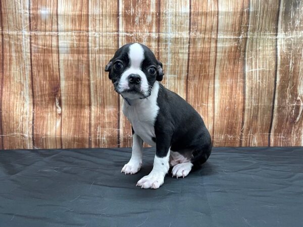 Boston Terrier-DOG-Male-Black / White-23715-Petland Scottsdale, Arizona