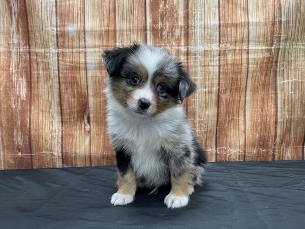 Australian Shepherd-DOG-Male-Blue Merle-23713-Petland Scottsdale, Arizona