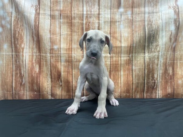 Great Dane-DOG-Female-Fawn-23712-Petland Scottsdale, Arizona