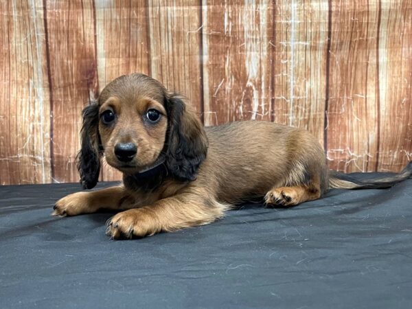 Dachshund-DOG-Male-Red-23711-Petland Scottsdale, Arizona