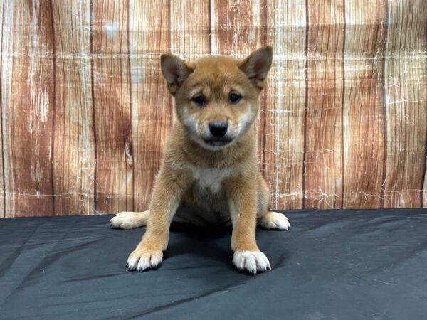 Shiba Inu-DOG-Female-Red-23709-Petland Scottsdale, Arizona