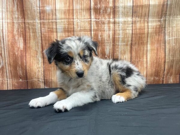 Australian Shepherd-DOG-Female-Blue Merle White and Tan-23708-Petland Scottsdale, Arizona