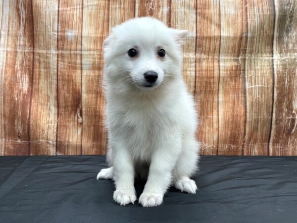 American Eskimo Dog-DOG-Female-White-23707-Petland Scottsdale, Arizona