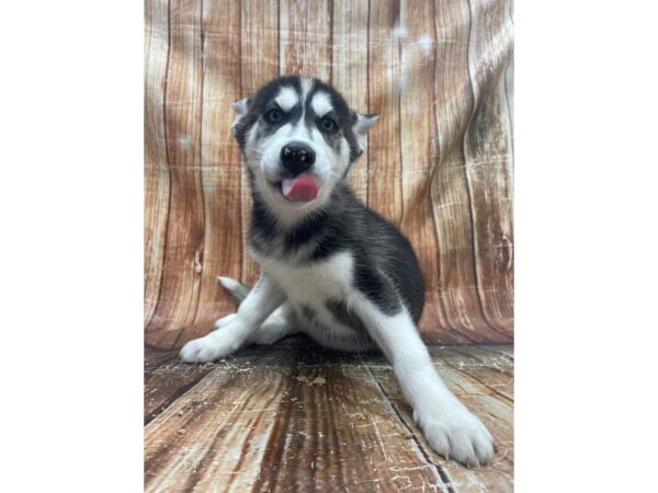 Siberian Husky-DOG-Male-Black and White-23706-Petland Scottsdale, Arizona
