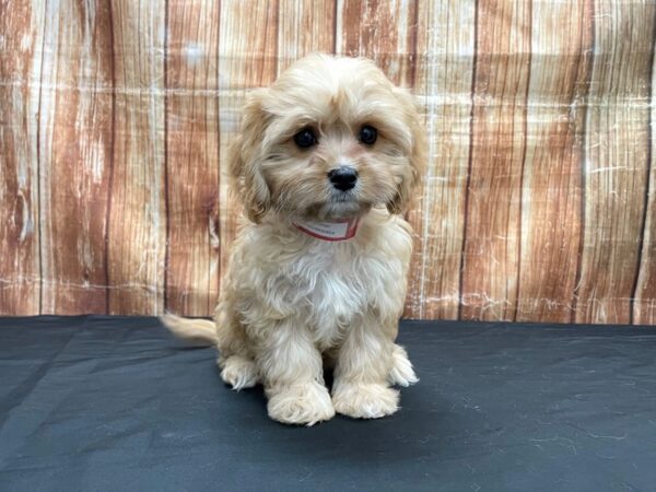 Bichon Frise/Cavalier King Charles Spaniel-DOG-Female-Cream-23705-Petland Scottsdale, Arizona