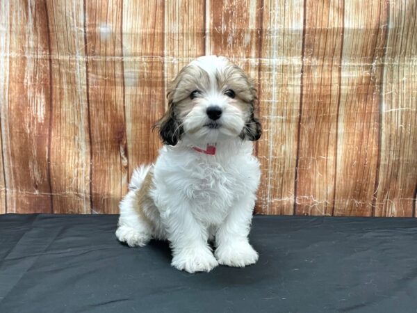 Bichon Frise/Shih Tzu-DOG-Female-Gold and White-23704-Petland Scottsdale, Arizona