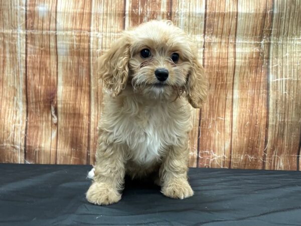 Cavalier King Charles Spaniel/Poodle-DOG-Female-Red-23703-Petland Scottsdale, Arizona