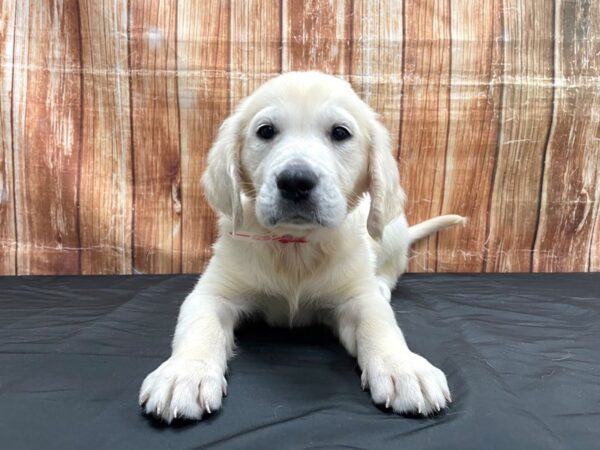 Golden Retriever-DOG-Female-Golden-23726-Petland Scottsdale, Arizona