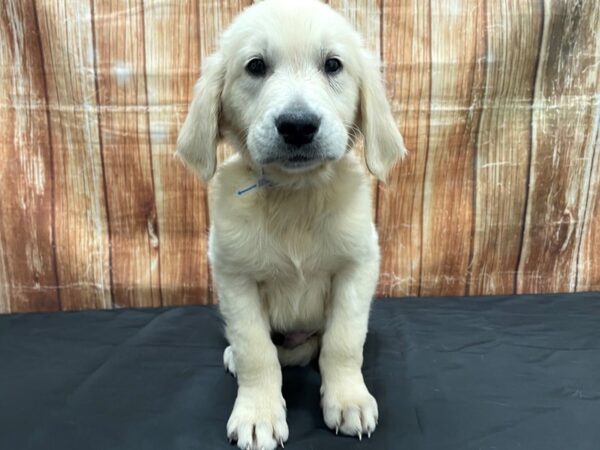 Golden Retriever-DOG-Male-Golden-23725-Petland Scottsdale, Arizona