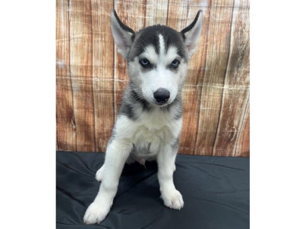Siberian Husky-DOG-Male-Black / White-23724-Petland Scottsdale, Arizona
