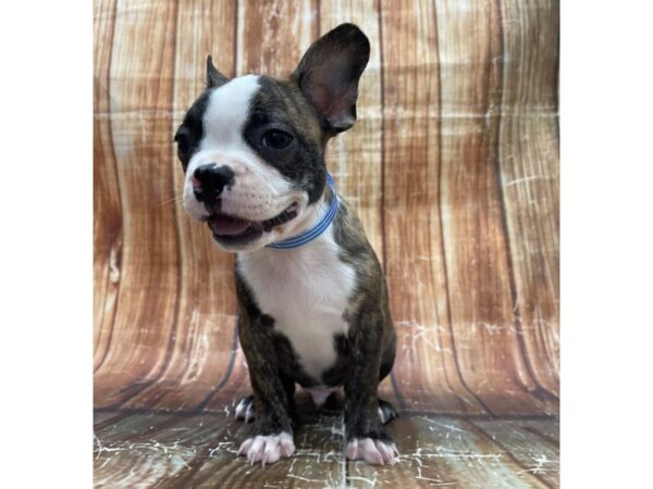 Boston Terrier-DOG-Male-Brindle-23714-Petland Scottsdale, Arizona