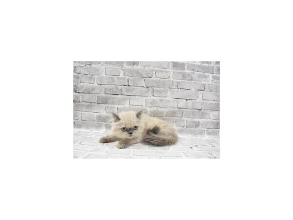 Himalayan-CAT-Male-Blue Point-23732-Petland Scottsdale, Arizona