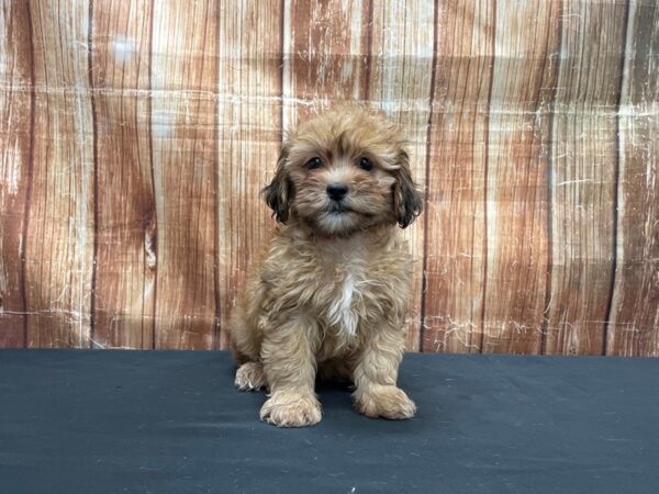 Lhasa Apso/Poodle-DOG-Male-Red Sable-23748-Petland Scottsdale, Arizona
