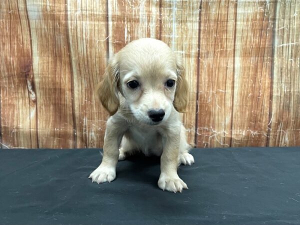 Chihuahua/Dachshund-DOG-Female-Fawn-23747-Petland Scottsdale, Arizona