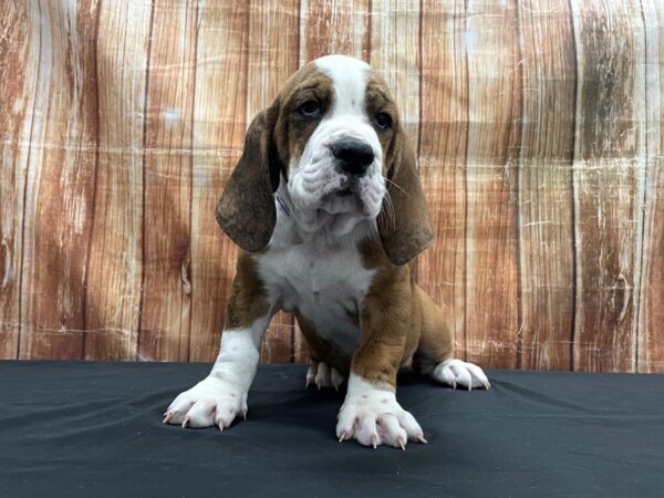 Basset Hound/English Bulldog-DOG-Male-Red / Brindle-23746-Petland Scottsdale, Arizona