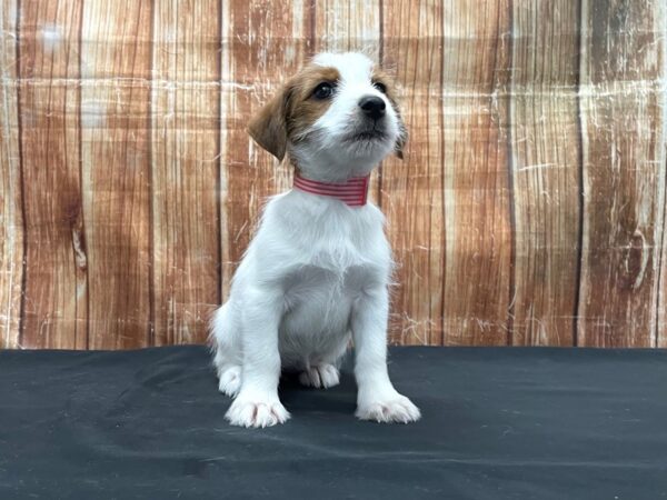 Jack Russell Terrier-DOG-Female-White / Red-23744-Petland Scottsdale, Arizona