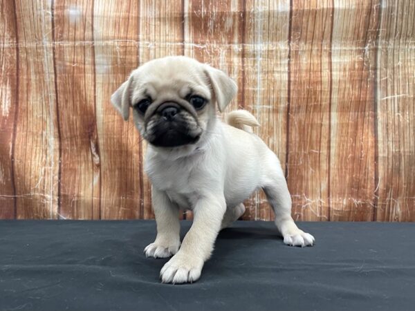 Pug-DOG-Male-Cream-23743-Petland Scottsdale, Arizona
