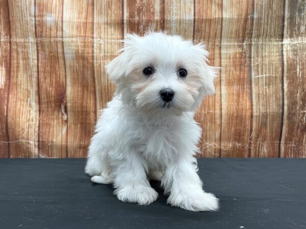 Maltese-DOG-Male-White-23742-Petland Scottsdale, Arizona