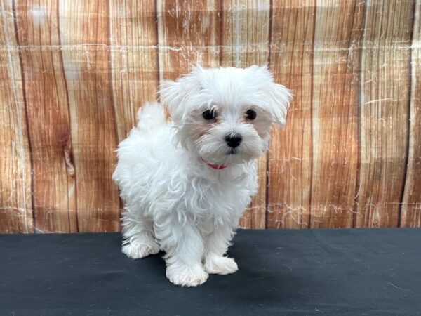 Maltese-DOG-Male-White-23741-Petland Scottsdale, Arizona