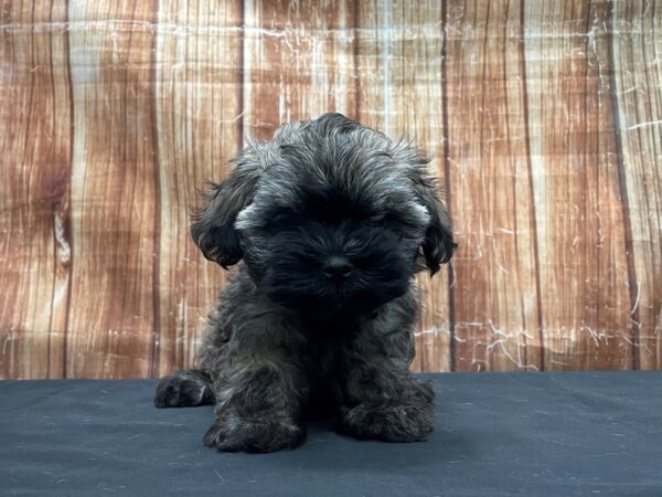 Havanese-DOG-Female-Gold Sable-23740-Petland Scottsdale, Arizona